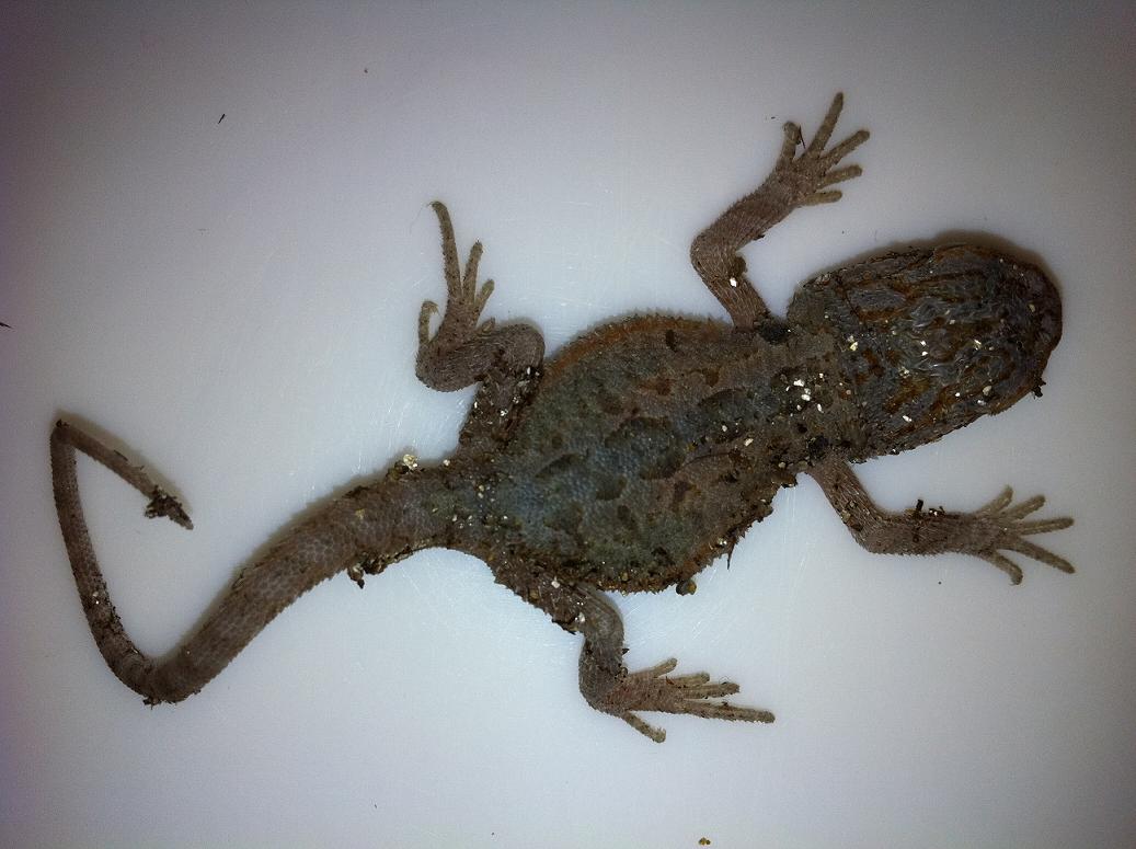 Green Blue Hypo Trans Dwarf