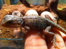 Purple Hypo Trans Leather