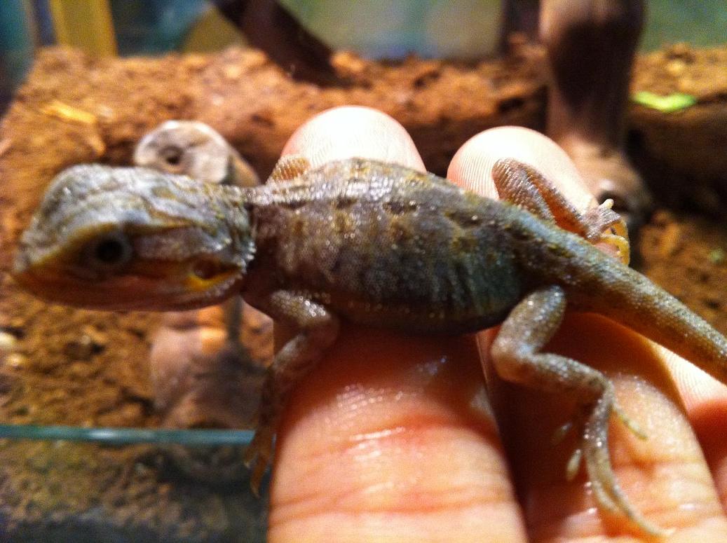 Purple Hypo Trans Leather