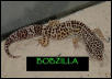 Bobzilla