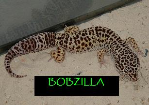 Bobzilla