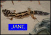 jane