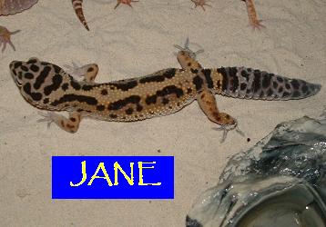 jane