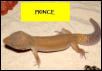 prince
