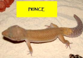 prince
