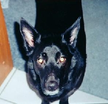 Tippy my baby girl.