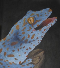 Tokay Gecko