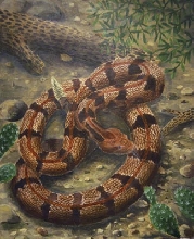 Rattle Snake