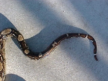 laddertail