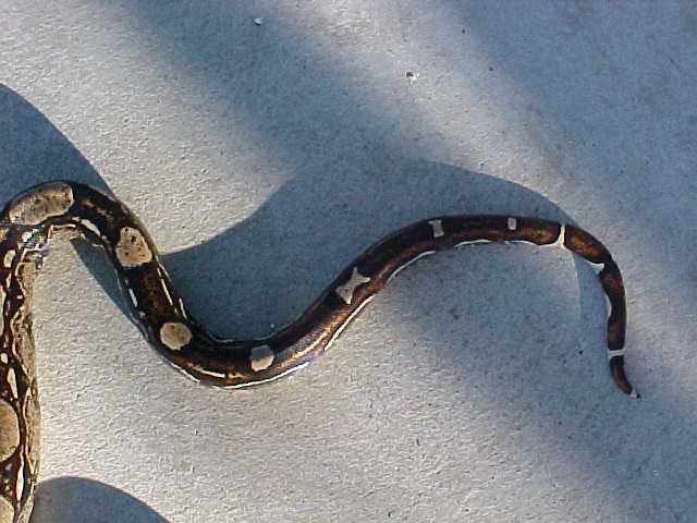 laddertail