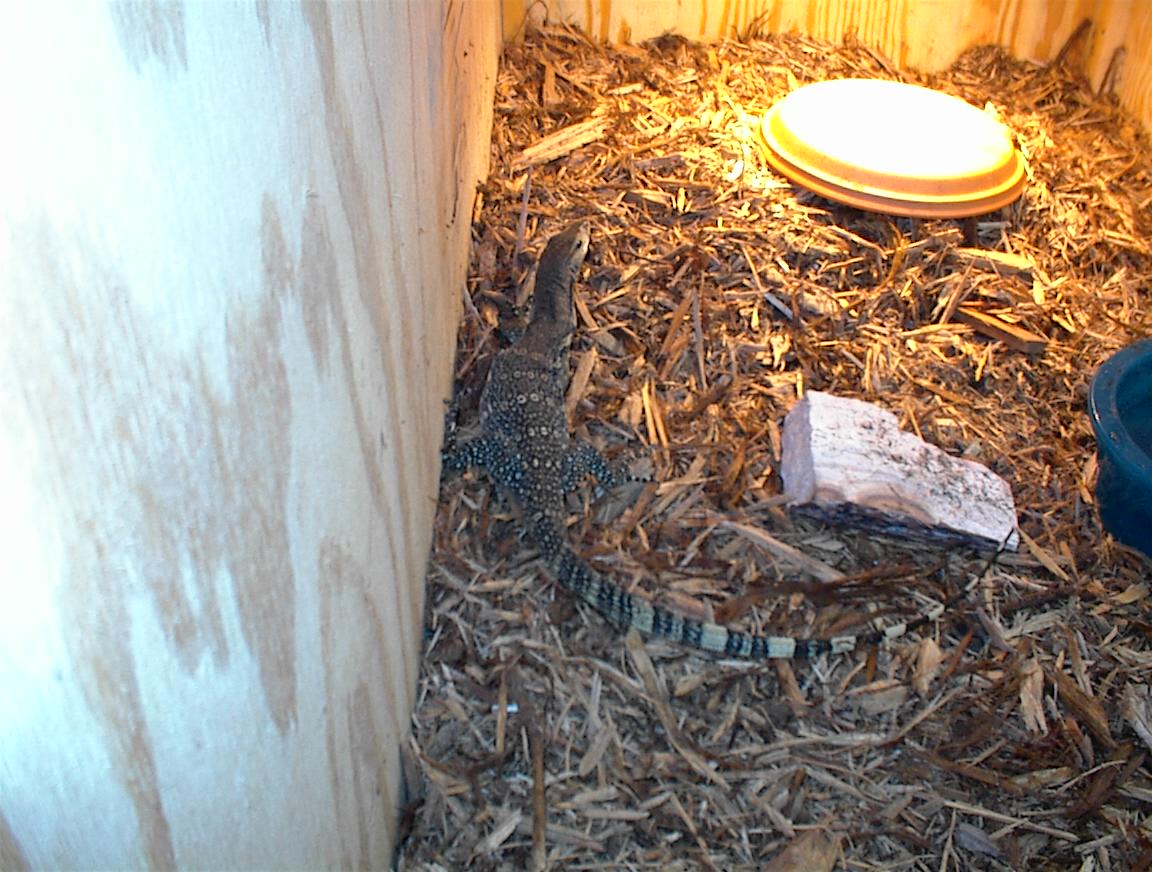 Sumatran Water monitor!