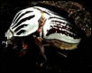 Goliathus orientalis