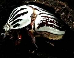 Goliathus orientalis