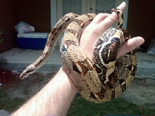 Cleo