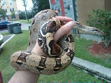 Another pic of Cleo my Het T 