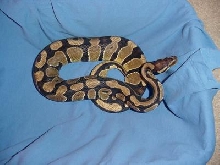 BP