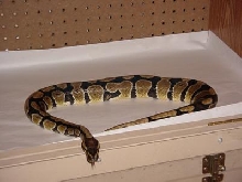 Ball Python