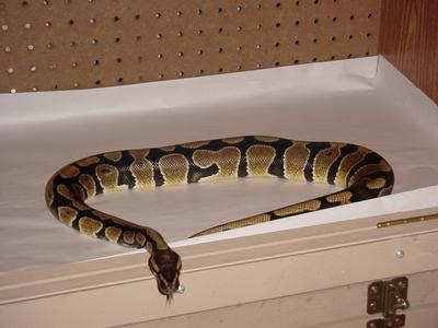 Ball Python