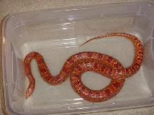Corn Snake