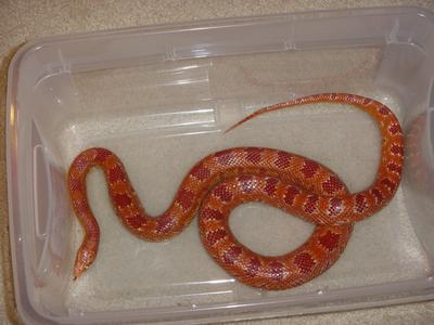 Corn Snake