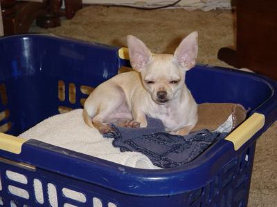 Chester The Chihuahua