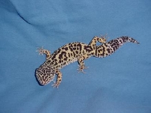 Female Leo