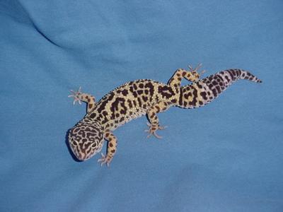 Female Leo