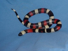 Female Pueblan