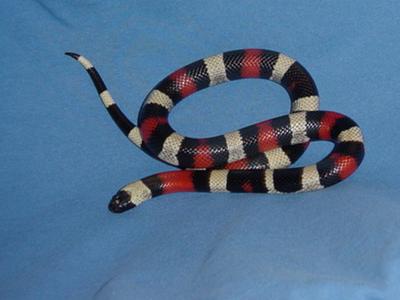 Female Pueblan