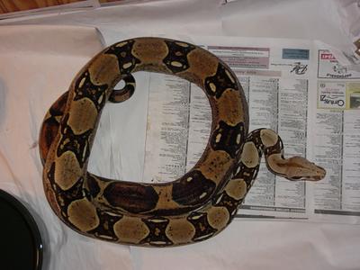 Male BCI