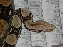 Male BCI Head