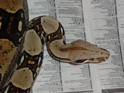 Male BCI Head