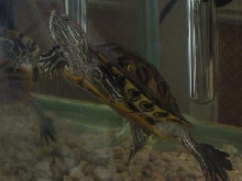 Red Eared Slider