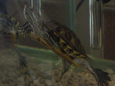 Red Eared Slider