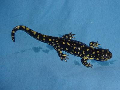Tiger Salamander