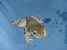 White's Tree frog