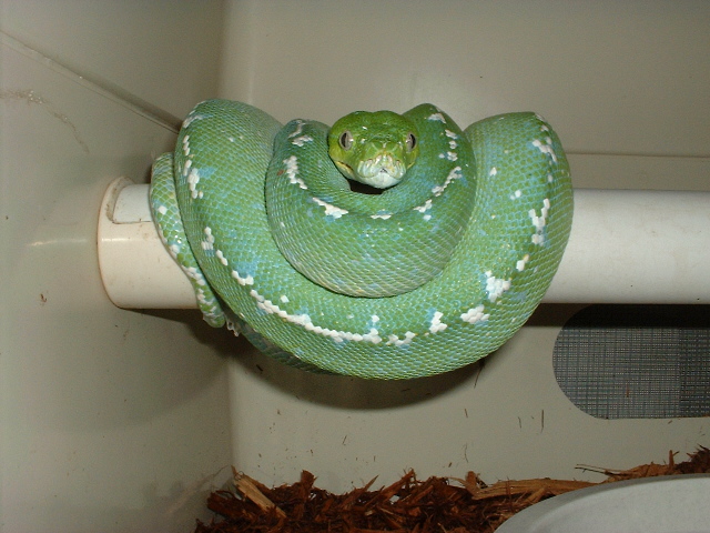 female high whte ARU type