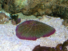 Saltwater - Austin Aquariums