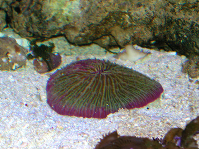 Saltwater - Austin Aquariums