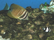 Saltwater Photos