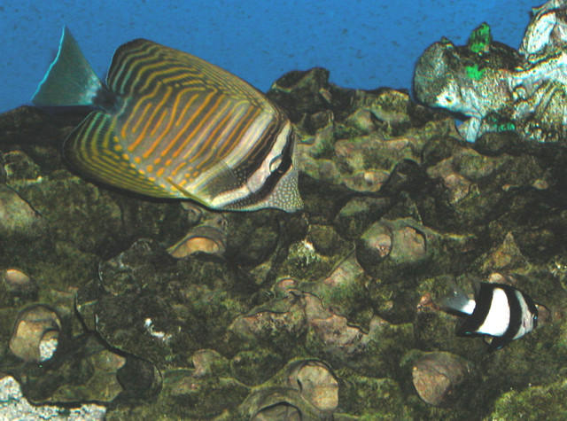 Saltwater Photos