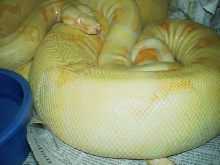 albinos courting