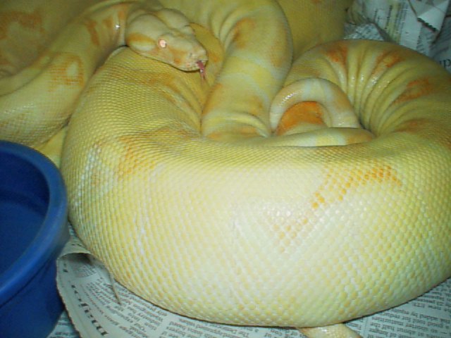 albinos courting