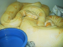 albinos2