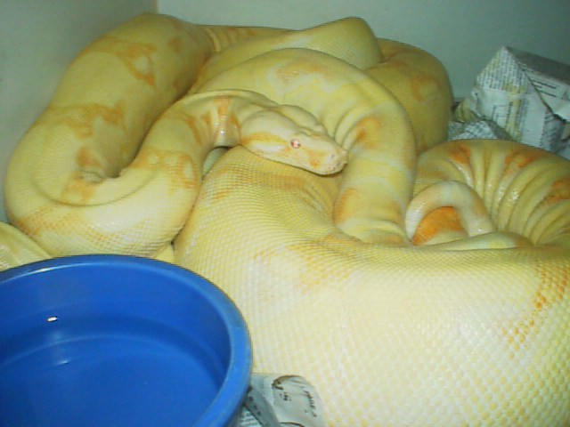 albinos2