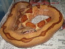 F1 Harlequin hypo