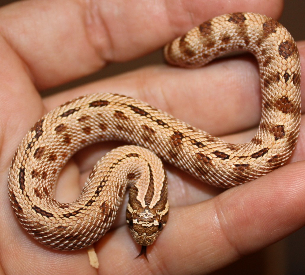 Striped Anaconda Western Hognose