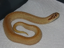 Patternless Western Hognose