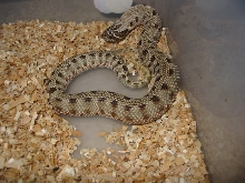 Anaconda Hognose