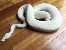 Russo Leucistic (White Diamond)